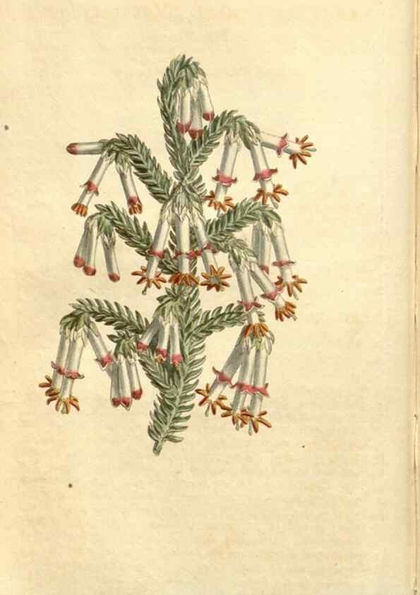 Reproducción/Reproduction 35130138876: Curtis's botanical magazine.. London ; New York [etc.] :Academic Press [etc.]