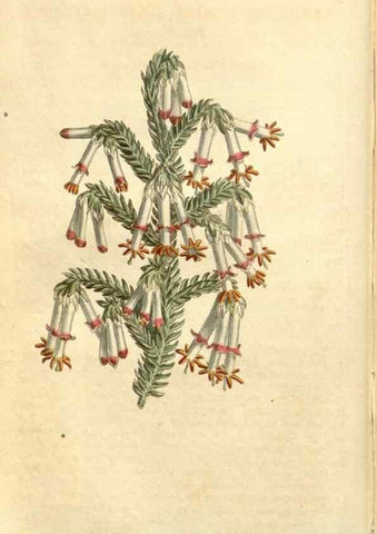 Reproducción/Reproduction 35130138876: Curtis's botanical magazine.. London ; New York [etc.] :Academic Press [etc.]