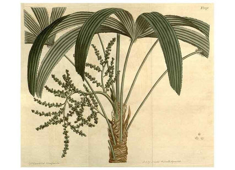 Reproducción/Reproduction 35130140966: Curtis's botanical magazine.. London ; New York [etc.] :Academic Press [etc.]