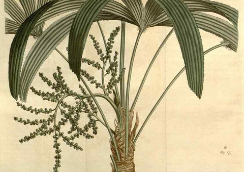 Reproducción/Reproduction 35130140966: Curtis's botanical magazine.. London ; New York [etc.] :Academic Press [etc.]