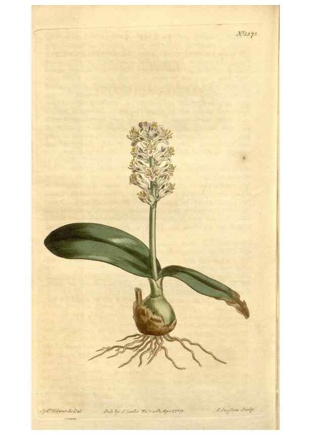 Reproducción/Reproduction 35130143386: Curtis's botanical magazine.. London ; New York [etc.] :Academic Press [etc.]