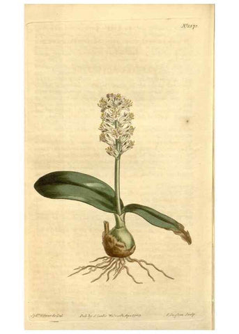 Reproducción/Reproduction 35130143386: Curtis's botanical magazine.. London ; New York [etc.] :Academic Press [etc.]