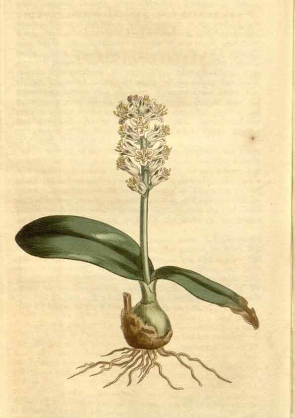 Reproducción/Reproduction 35130143386: Curtis's botanical magazine.. London ; New York [etc.] :Academic Press [etc.]