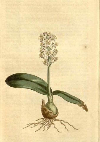Reproducción/Reproduction 35130143386: Curtis's botanical magazine.. London ; New York [etc.] :Academic Press [etc.]