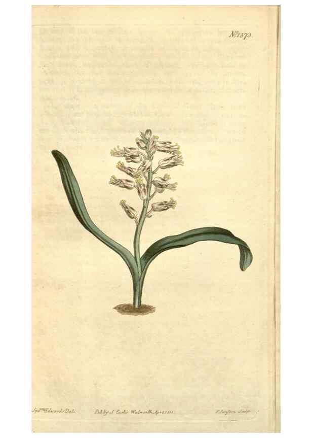 Reproducción/Reproduction 34783554810: Curtis's botanical magazine.. London ; New York [etc.] :Academic Press [etc.]