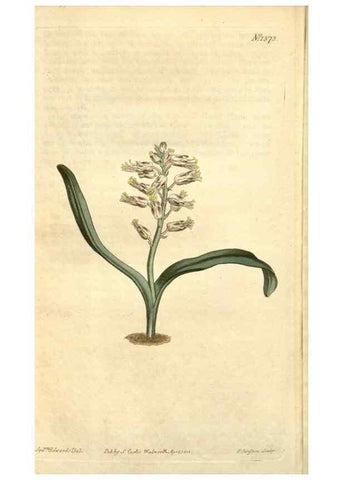 Reproducción/Reproduction 34783554810: Curtis's botanical magazine.. London ; New York [etc.] :Academic Press [etc.]