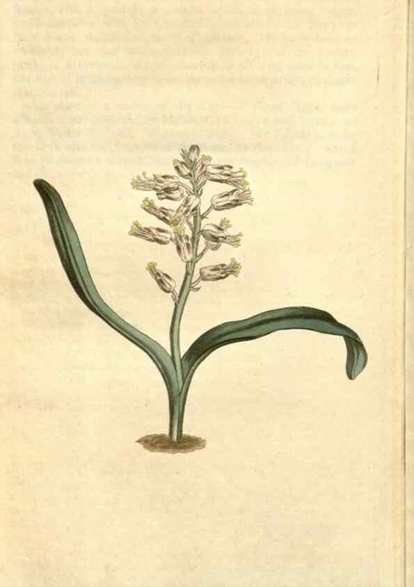 Reproducción/Reproduction 34783554810: Curtis's botanical magazine.. London ; New York [etc.] :Academic Press [etc.]