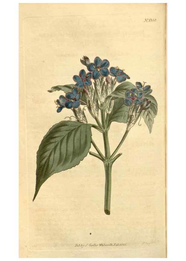 Reproducción/Reproduction 35170125205: Curtis's botanical magazine.. London ; New York [etc.] :Academic Press [etc.]