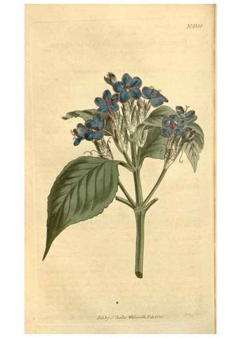 Reproducción/Reproduction 35170125205: Curtis's botanical magazine.. London ; New York [etc.] :Academic Press [etc.]