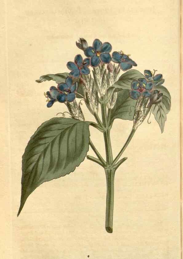 Reproducción/Reproduction 35170125205: Curtis's botanical magazine.. London ; New York [etc.] :Academic Press [etc.]