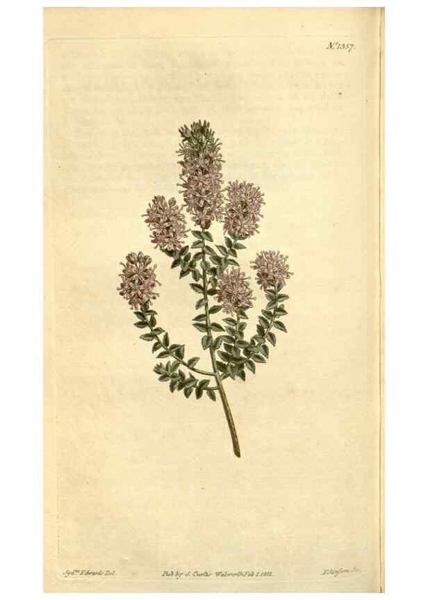 Reproducción/Reproduction 34783535000: Curtis's botanical magazine.. London ; New York [etc.] :Academic Press [etc.]