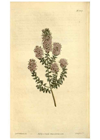 Reproducción/Reproduction 34783535000: Curtis's botanical magazine.. London ; New York [etc.] :Academic Press [etc.]
