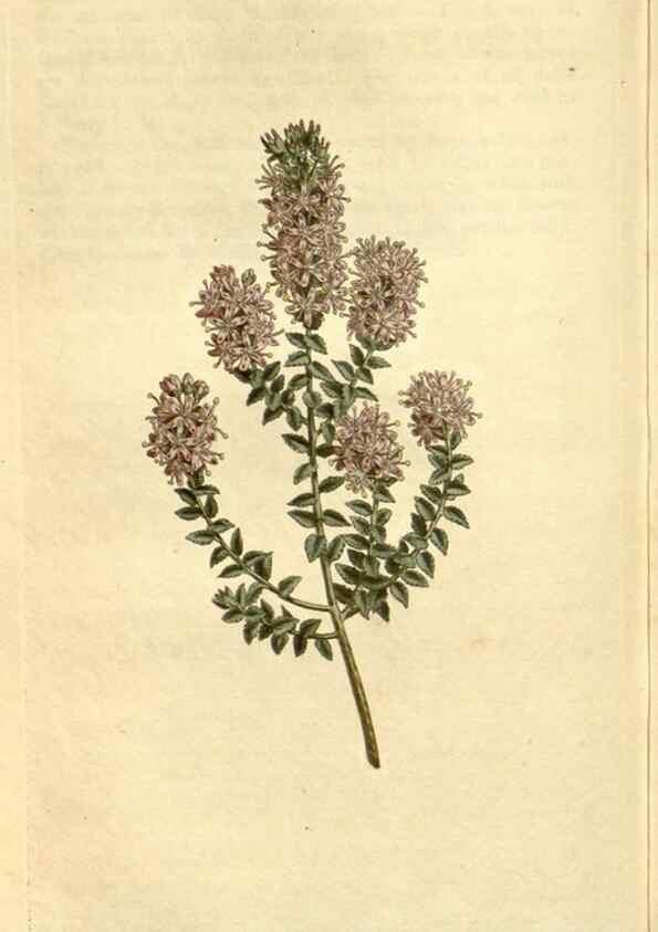 Reproducción/Reproduction 34783535000: Curtis's botanical magazine.. London ; New York [etc.] :Academic Press [etc.]