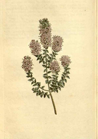 Reproducción/Reproduction 34783535000: Curtis's botanical magazine.. London ; New York [etc.] :Academic Press [etc.]