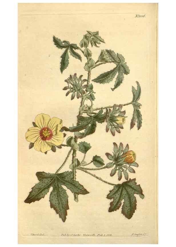 Reproducción/Reproduction 34783534130: Curtis's botanical magazine.. London ; New York [etc.] :Academic Press [etc.]