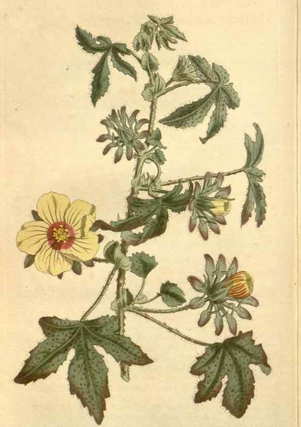 Reproducción/Reproduction 34783534130: Curtis's botanical magazine.. London ; New York [etc.] :Academic Press [etc.]