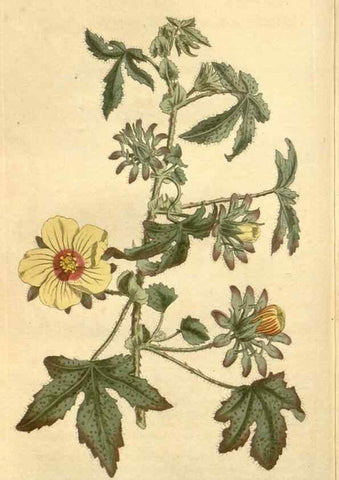 Reproducción/Reproduction 34783534130: Curtis's botanical magazine.. London ; New York [etc.] :Academic Press [etc.]