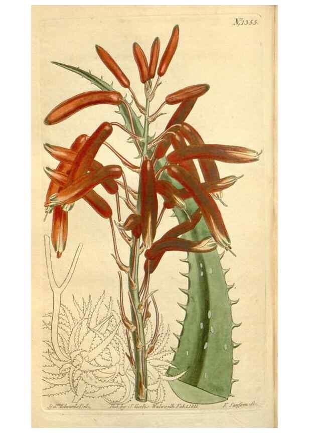 Reproducción/Reproduction 34783533310: Curtis's botanical magazine.. London ; New York [etc.] :Academic Press [etc.]