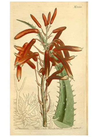 Reproducción/Reproduction 34783533310: Curtis's botanical magazine.. London ; New York [etc.] :Academic Press [etc.]