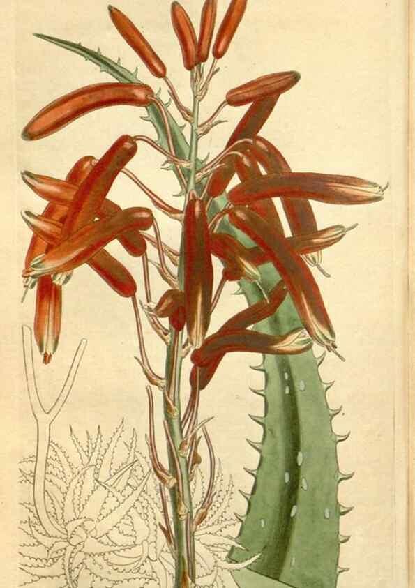 Reproducción/Reproduction 34783533310: Curtis's botanical magazine.. London ; New York [etc.] :Academic Press [etc.]