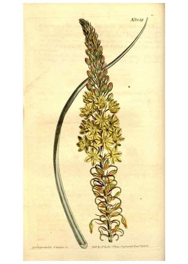 Reproducción/Reproduction 34325082914: Curtis's botanical magazine.. London ; New York [etc.] :Academic Press [etc.]