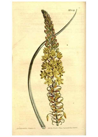 Reproducción/Reproduction 34325082914: Curtis's botanical magazine.. London ; New York [etc.] :Academic Press [etc.]