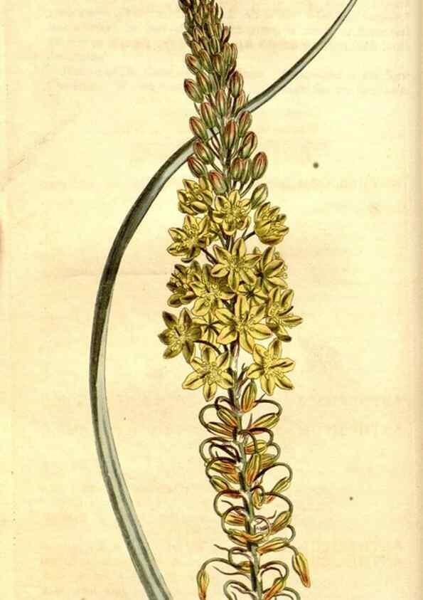 Reproducción/Reproduction 34325082914: Curtis's botanical magazine.. London ; New York [etc.] :Academic Press [etc.]
