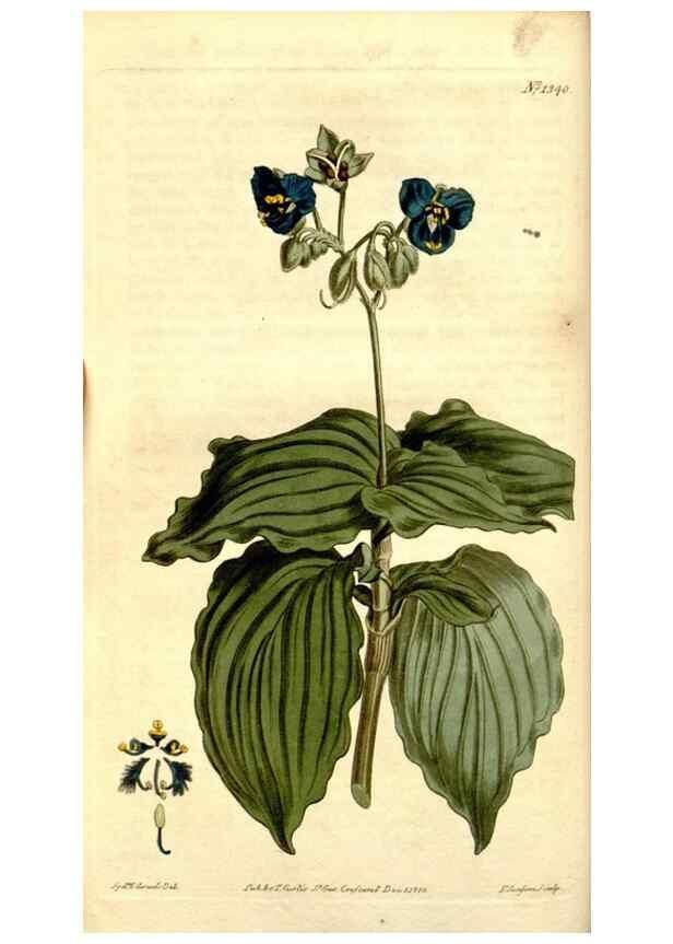 Reproducción/Reproduction 35170092635: Curtis's botanical magazine.. London ; New York [etc.] :Academic Press [etc.]