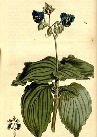 Reproducción/Reproduction 35170092635: Curtis's botanical magazine.. London ; New York [etc.] :Academic Press [etc.]