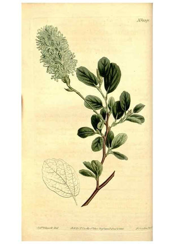 Reproducción/Reproduction 35170094345: Curtis's botanical magazine.. London ; New York [etc.] :Academic Press [etc.]