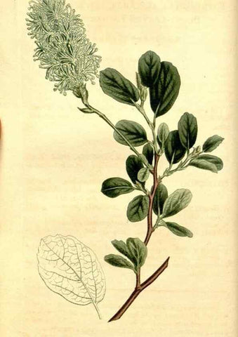 Reproducción/Reproduction 35170094345: Curtis's botanical magazine.. London ; New York [etc.] :Academic Press [etc.]