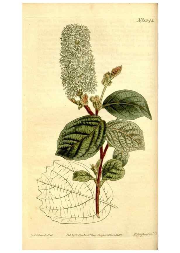 Reproducción/Reproduction 35170097815: Curtis's botanical magazine.. London ; New York [etc.] :Academic Press [etc.]