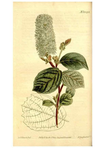 Reproducción/Reproduction 35170097815: Curtis's botanical magazine.. London ; New York [etc.] :Academic Press [etc.]