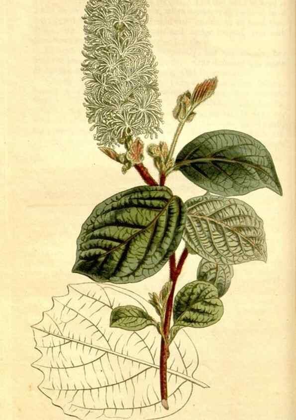 Reproducción/Reproduction 35170097815: Curtis's botanical magazine.. London ; New York [etc.] :Academic Press [etc.]