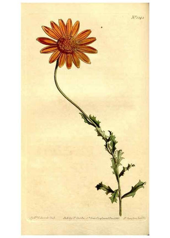 Reproducción/Reproduction 35170100155: Curtis's botanical magazine.. London ; New York [etc.] :Academic Press [etc.]