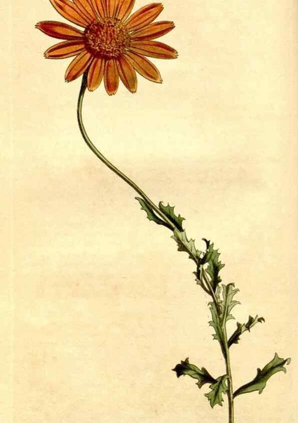 Reproducción/Reproduction 35170100155: Curtis's botanical magazine.. London ; New York [etc.] :Academic Press [etc.]