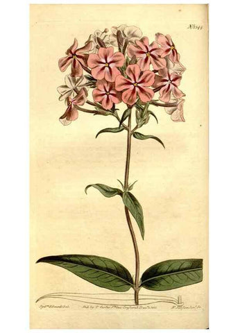 Reproducción/Reproduction 34360464753: Curtis's botanical magazine.. London ; New York [etc.] :Academic Press [etc.]
