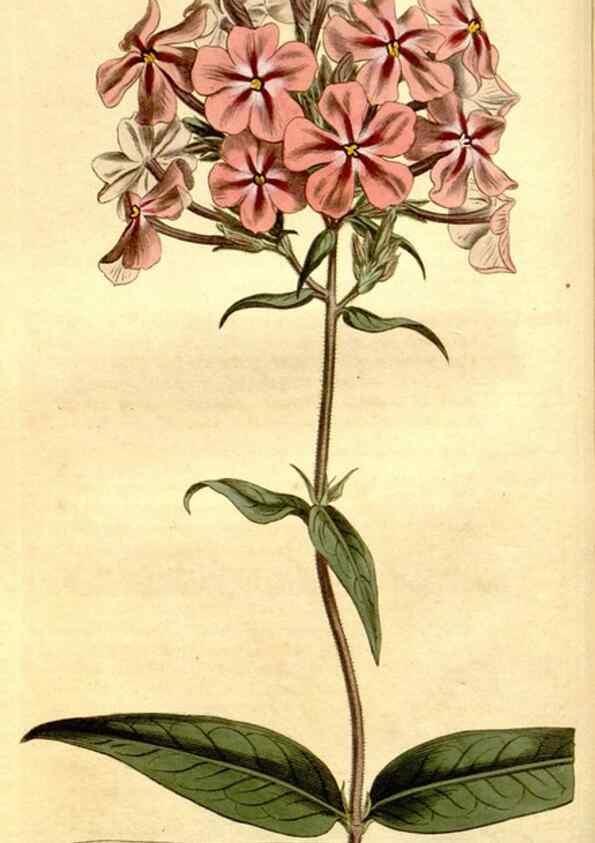 Reproducción/Reproduction 34360464753: Curtis's botanical magazine.. London ; New York [etc.] :Academic Press [etc.]