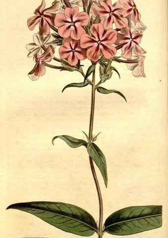 Reproducción/Reproduction 34360464753: Curtis's botanical magazine.. London ; New York [etc.] :Academic Press [etc.]