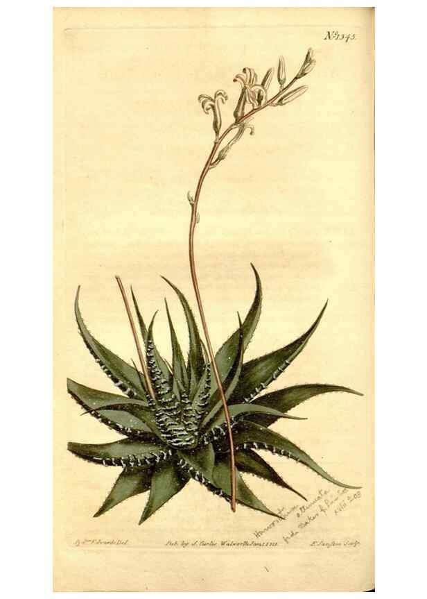 Reproducción/Reproduction 35130085626: Curtis's botanical magazine.. London ; New York [etc.] :Academic Press [etc.]