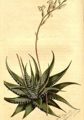 Reproducción/Reproduction 35130085626: Curtis's botanical magazine.. London ; New York [etc.] :Academic Press [etc.]