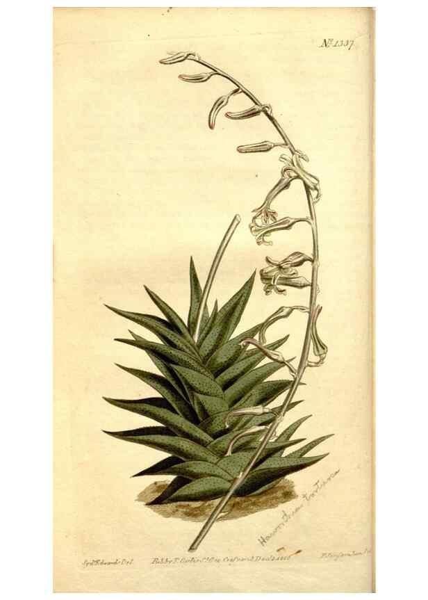 Reproducción/Reproduction 35170085505: Curtis's botanical magazine.. London ; New York [etc.] :Academic Press [etc.]