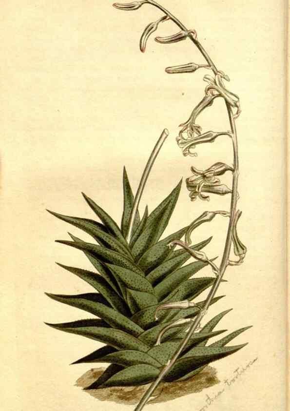 Reproducción/Reproduction 35170085505: Curtis's botanical magazine.. London ; New York [etc.] :Academic Press [etc.]