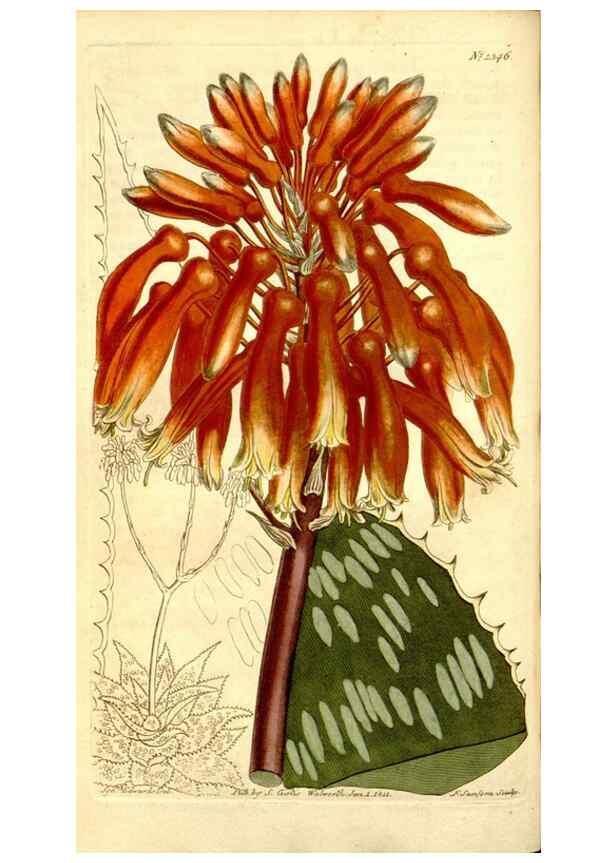 Reproducción/Reproduction 35130088316: Curtis's botanical magazine.. London ; New York [etc.] :Academic Press [etc.]