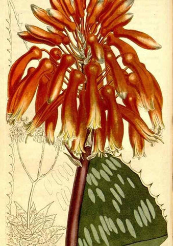 Reproducción/Reproduction 35130088316: Curtis's botanical magazine.. London ; New York [etc.] :Academic Press [etc.]