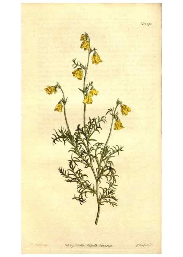 Reproducción/Reproduction 34360468833: Curtis's botanical magazine.. London ; New York [etc.] :Academic Press [etc.]