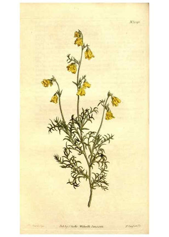 Reproducción/Reproduction 34360468833: Curtis's botanical magazine.. London ; New York [etc.] :Academic Press [etc.]