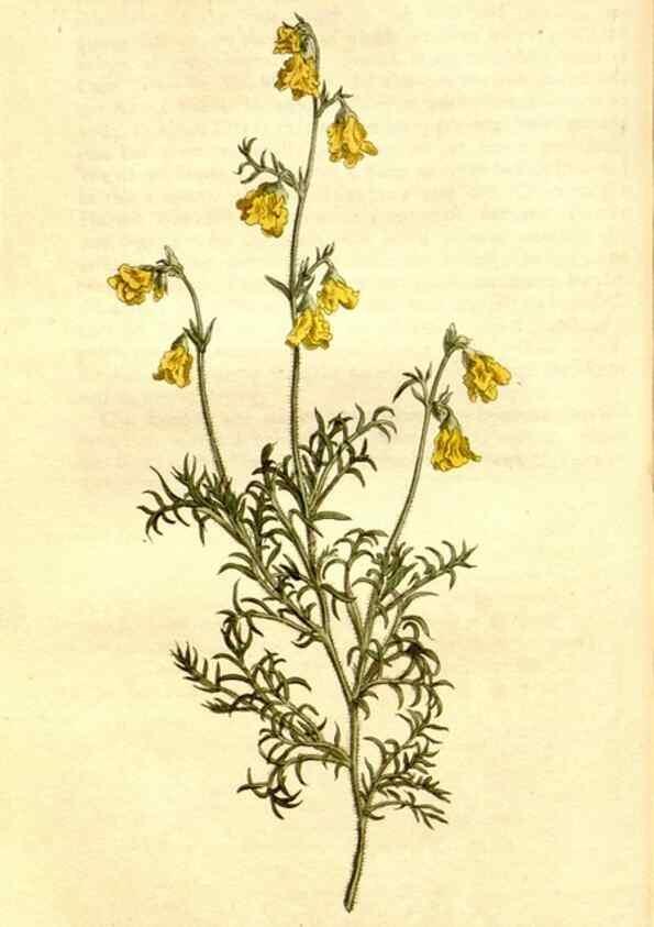 Reproducción/Reproduction 34360468833: Curtis's botanical magazine.. London ; New York [etc.] :Academic Press [etc.]