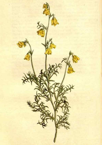 Reproducción/Reproduction 34360468833: Curtis's botanical magazine.. London ; New York [etc.] :Academic Press [etc.]