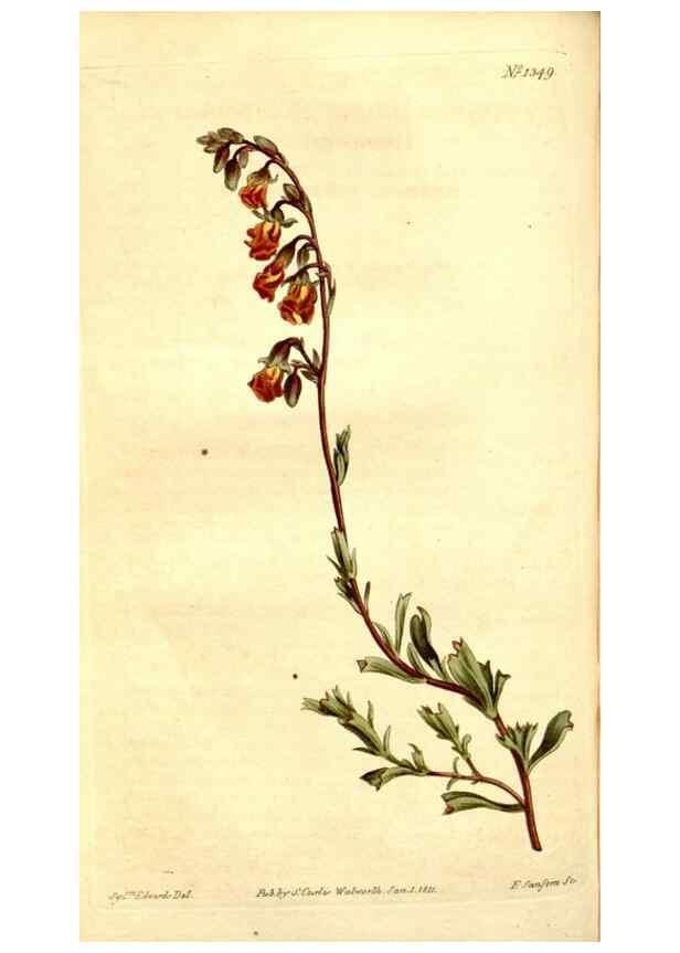 Reproducción/Reproduction 34360470193: Curtis's botanical magazine.. London ; New York [etc.] :Academic Press [etc.]